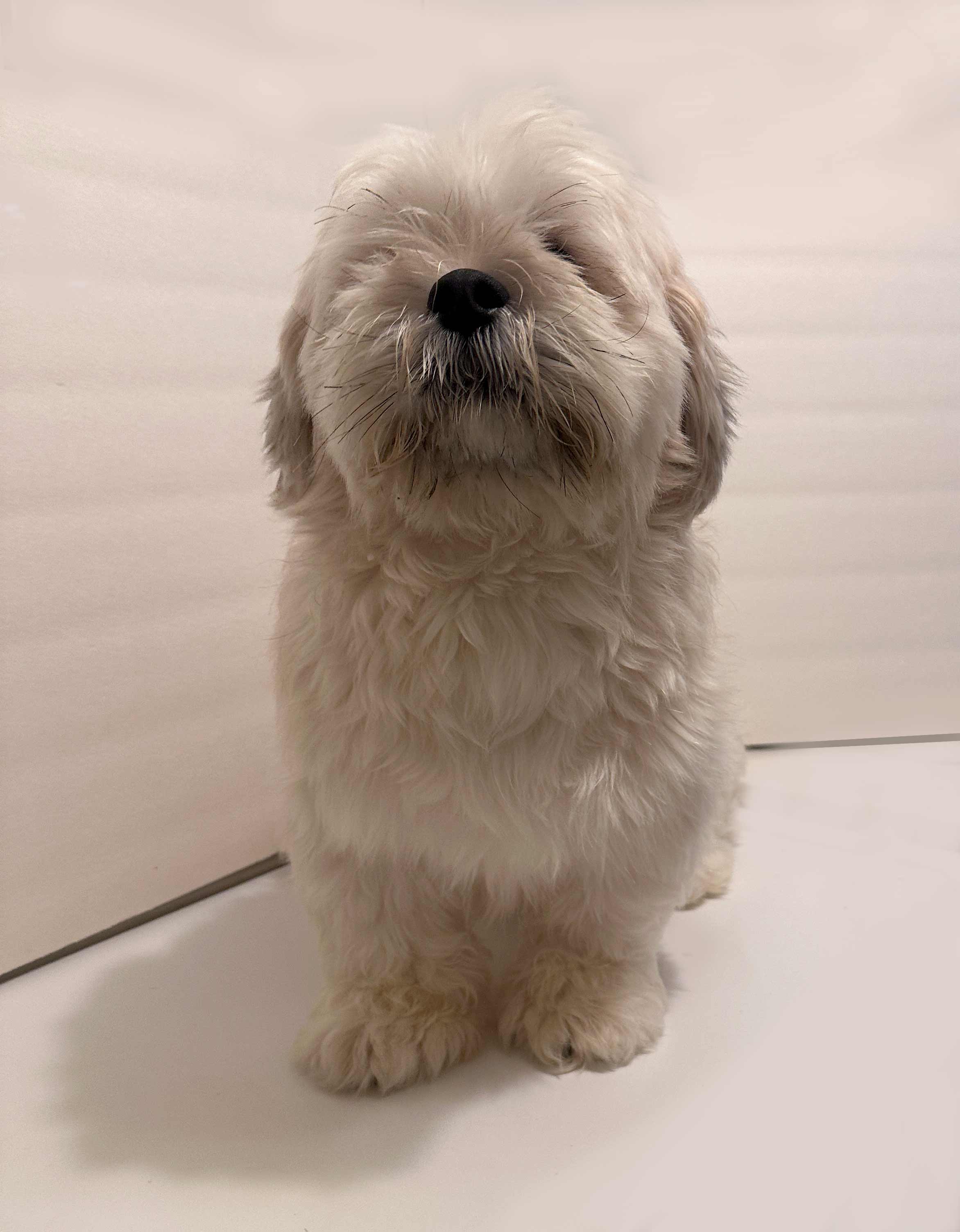 Mr.Bean, my beautiful Lhasa Apso male.
Very kind ...